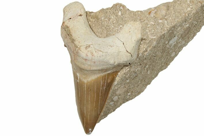 Otodus Shark Tooth Fossil in Rock - Huge Tooth! #201160